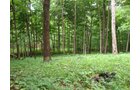 Property photo 12 - 120 Acres Offered in 9 Tracts - Real Estate & Personal Property Auctions